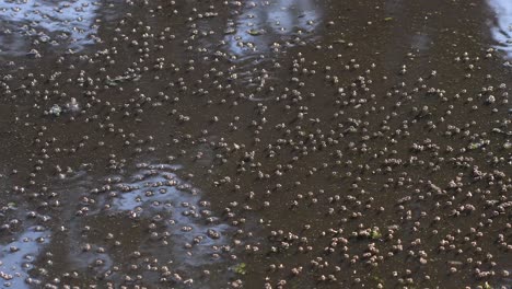 dipterans inhabiting on the stagnant pond water in firmat, santa fe, argentina - medium shot