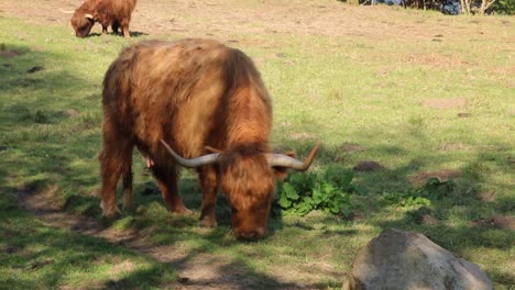 highland cow in field showing his long hairs