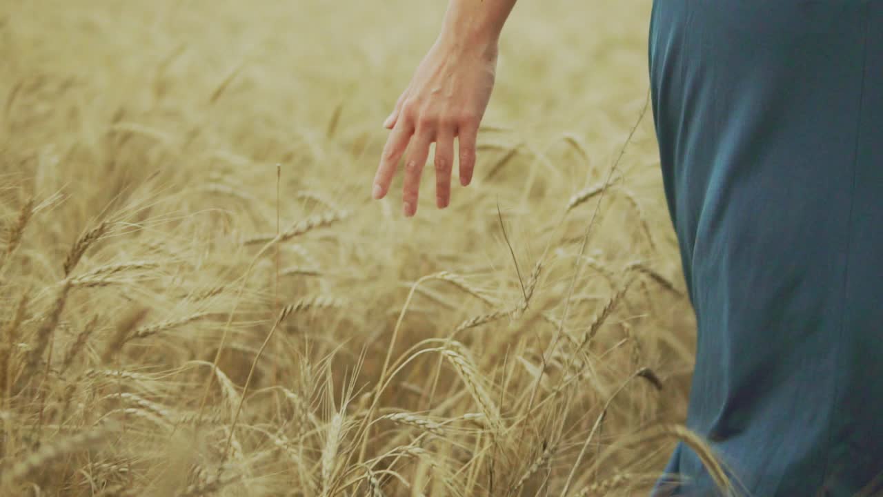 Woman's hand running through wheat field. girls hand touching wheat ears Close Up. Harvest concept. Unrecognizable woman in a