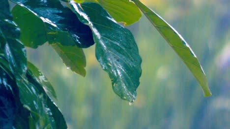 Gentle spray and soft spatter kiss the leaves with cooling chatter