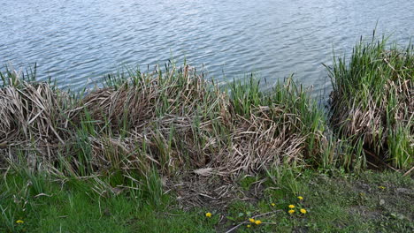 reeds and plants in the lake in europe