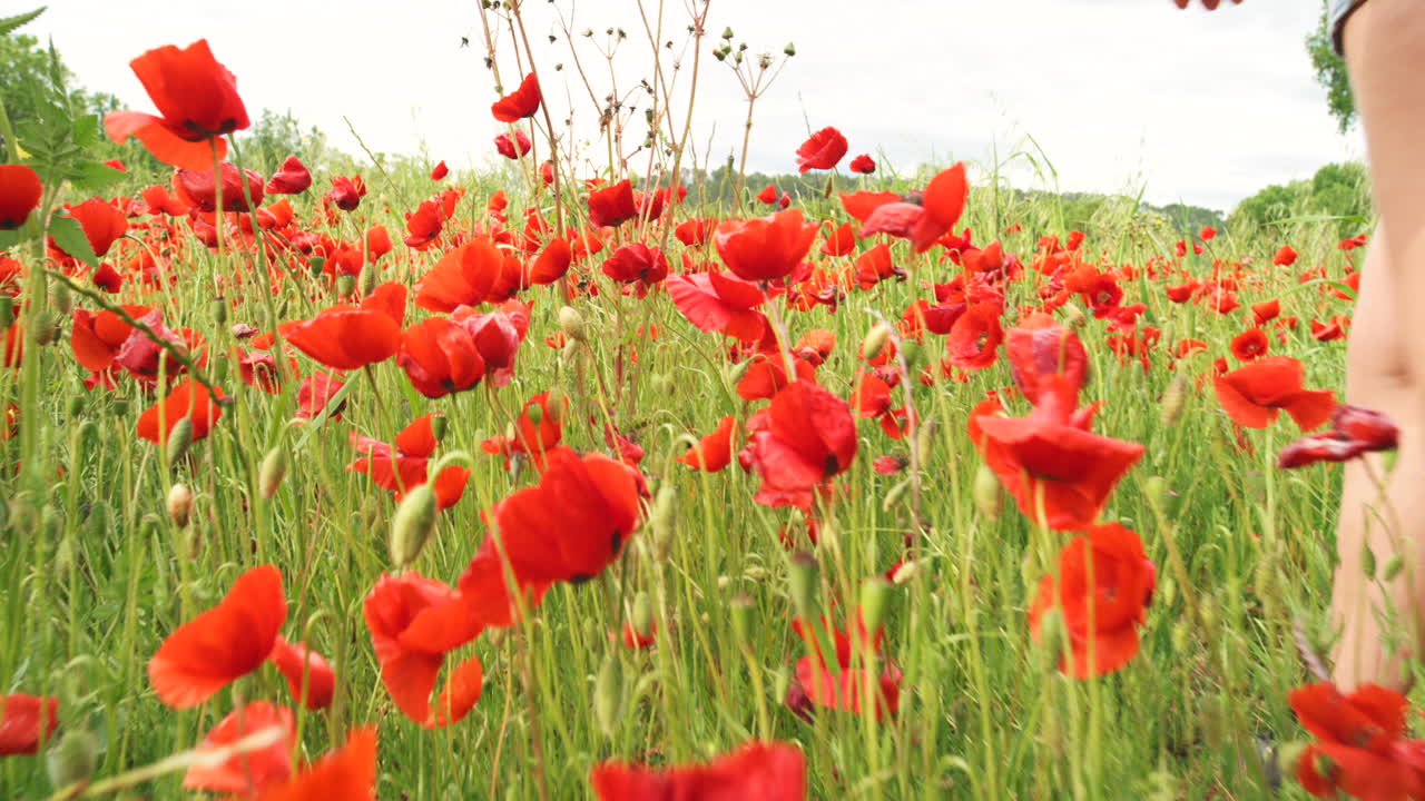 무화과  을 가로질러 고 있는 여자 들