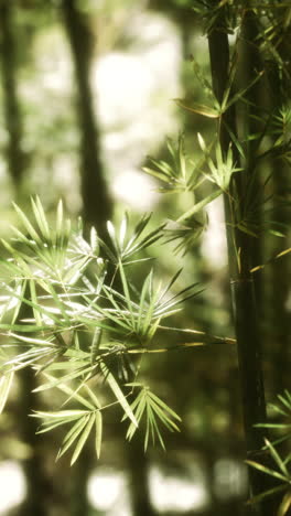 green bamboo forest in hawaii