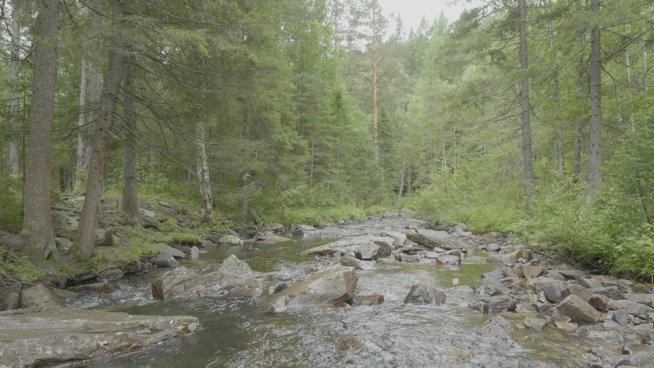 paisaje de arroyo forestal