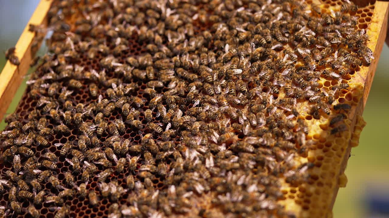 Dark honeycomb wax on a frame with bee colony crawling around. Half-sealed frame in apiarist's hands ready for harvesting. Close up.