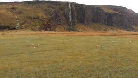 sheep grazing in grassy pasture below drífandi waterfall in iceland