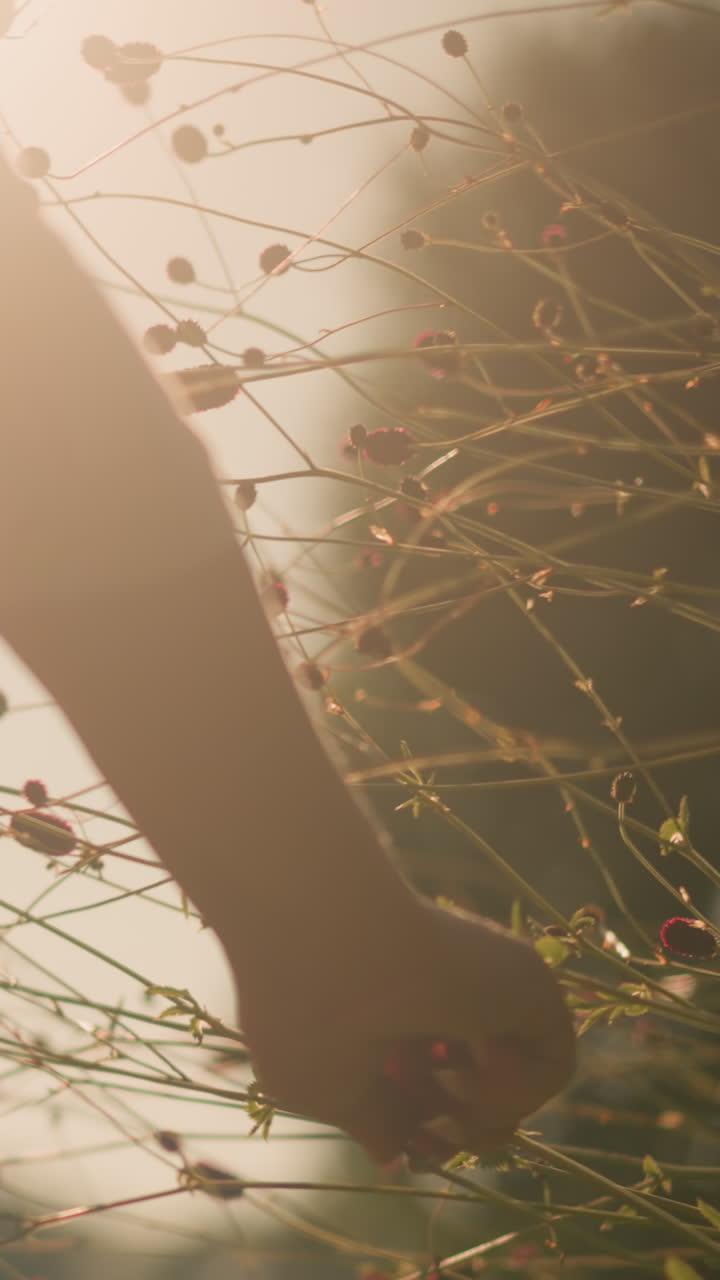 Close-up of gardener in pink shirt plucking wildflowers under bright sunlight, holding freshly picked blooms in her left hand, sun rays illuminate flower stems, creating a soft silhouette effect