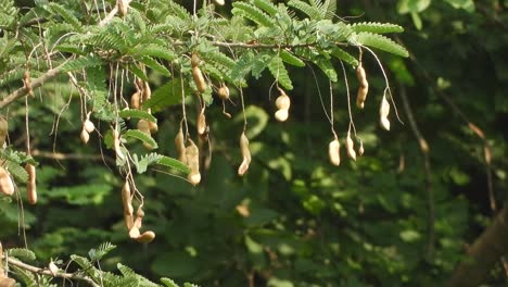 tamarind fruit - tree - leaf