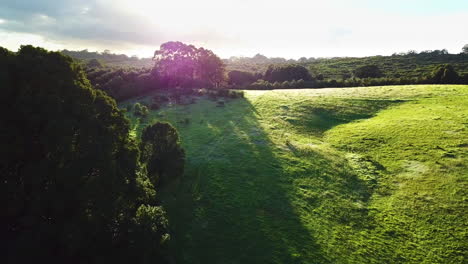 drone flying over lush green paddock with large tree in middle and sunrise background