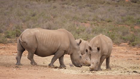 two rhinoceros and a baby rhinocero eating grass