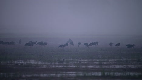 Die-Herde-Schwarzstörche-Ernährt-Sich-Am-Nebligen-Morgen-Im-Feuchtgebiet