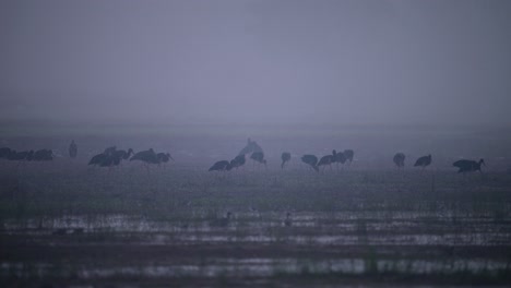 the flock of black storks feeding in wetland in fogy morning