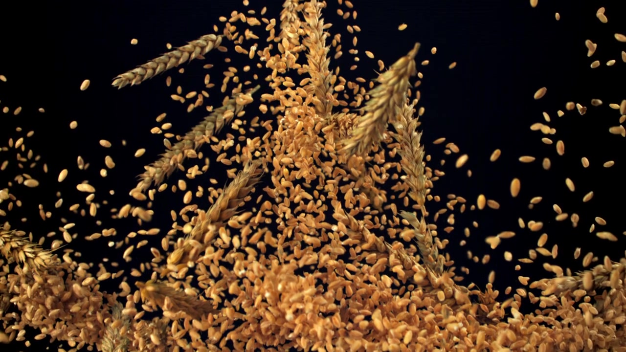 Chicchi e spighe di grano che cadono su sfondo nero al rallentatore