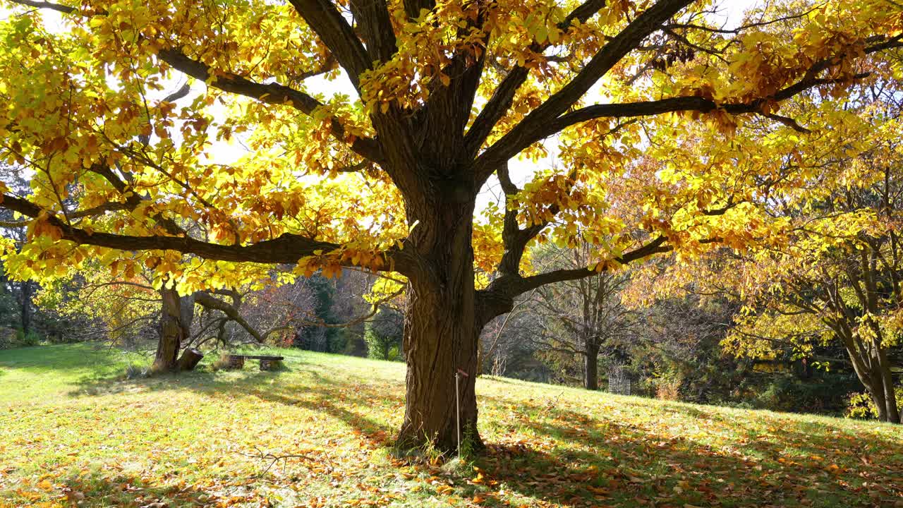 Un albero solitario risplende con foglie giallo dorato, stagliandosi sul delicato paesaggio autunnale in una serena scena autunnale