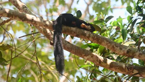 Schwarzes-Riesenhörnchen-Oder-Malaiisches-Riesenhörnchen,-Ratufa-Bicolor,-Khao-Yai-Nationalpark,-Thailand