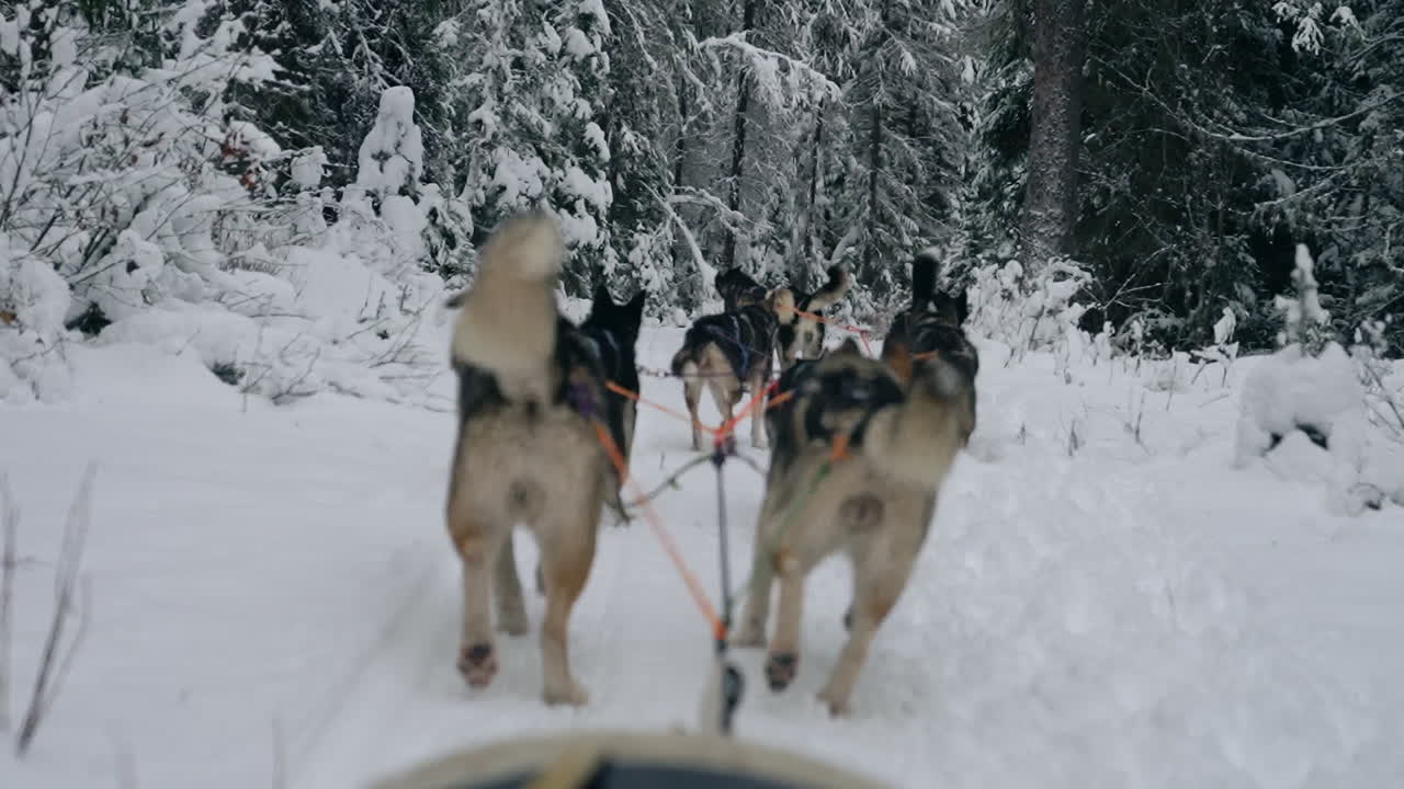 foco de rack mientras el equipo de perros de trineo trota por un camino cubierto de nieve en el bosque, invierno