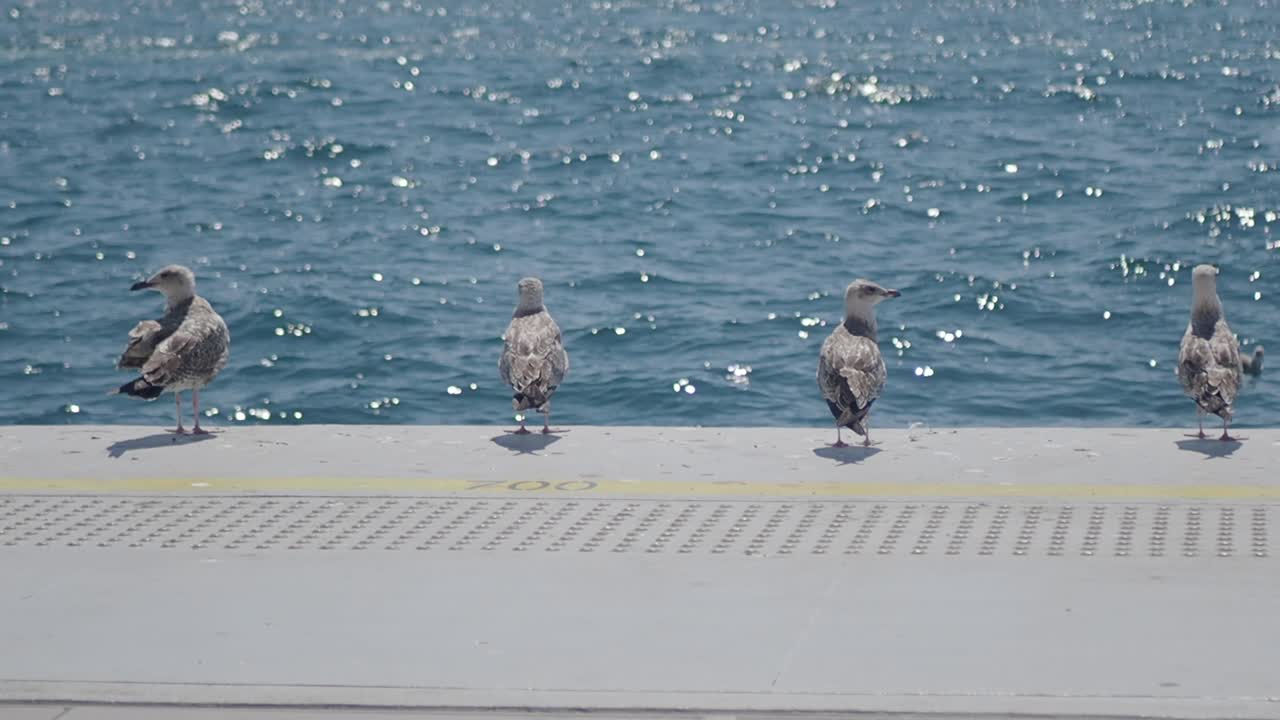 부두 에 있는 바다표범 들