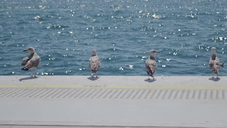 seagulls on a jetty