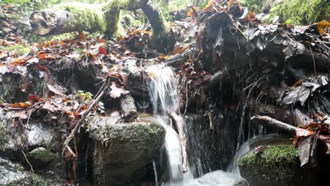 lush miniature forest flowing river water rocky woodland wilderness tranquil scene dolly left