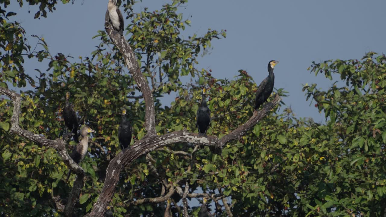 las grandes aves cormoranes en nepal
