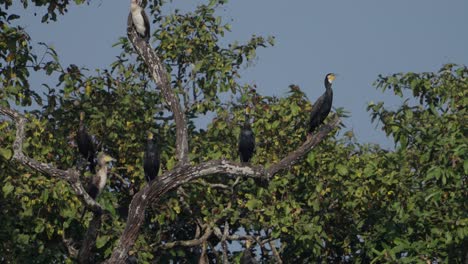 Grandes-Cormoranes-En-Nepal