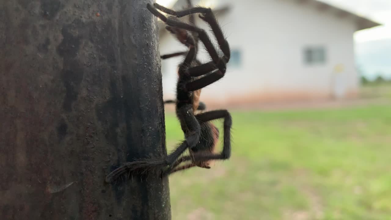 Tarantula climbing up a pole