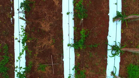 aerial pull back shot over a tree and cactus nursery, raws of young plants