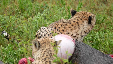 leopard feeding live animal prey raw meat wildlife wild catch documentary wild