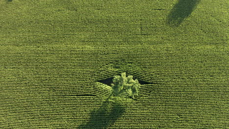 árbol solitario con follaje verde en medio de cultivos verdes brillantes en el campo agrícola
