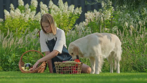 woman and dog in garden with vegetables