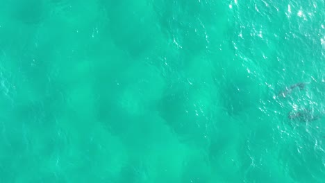 un grupo de delfines nadando en grandes cantidades a través de las aguas azules de la isla de north stradbroke.