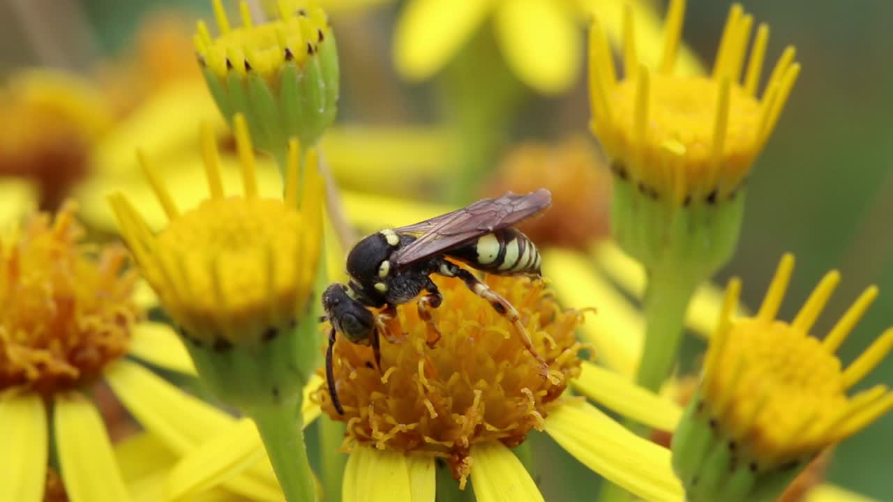 primer plano de una avispa solitaria que se alimenta de una flor de ragwort