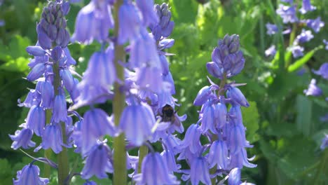 bee pollinating bluebells in english garden through dappled sunlight