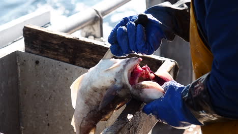 fresh catch is gutted on the boat