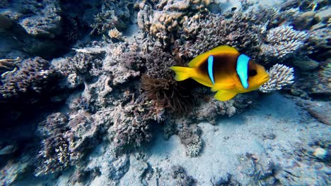 Yellowtail-Clownfish-Swims-Along-Coral-Reef-In-Dahab,-Egypt---Underwater-Shot