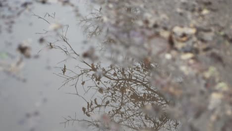 Un-Suelo-Lleno-De-Hojas,-Principalmente-Hojas-De-Roble-Con-El-Reflejo-Del-Cielo-Y-árboles-En-El-Agua