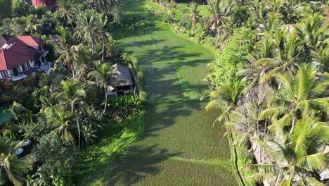 drone aerial footage of a lush rice field in ubud, bali, indonesia