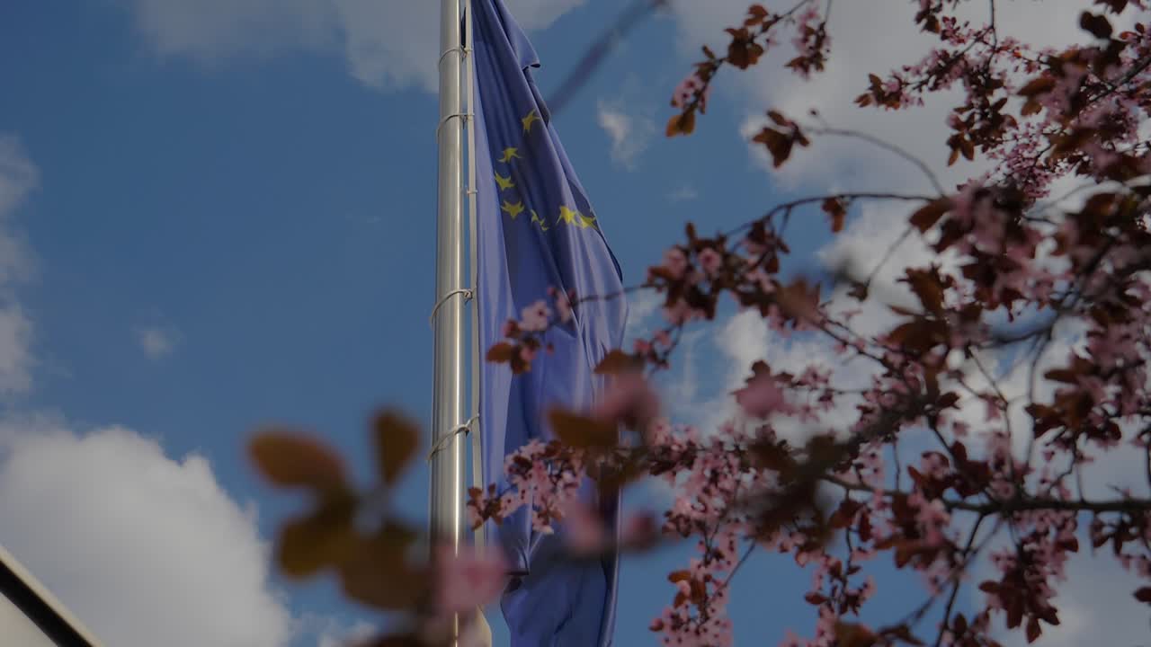Asta della bandiera dell'Unione Europea che sventola al vento dietro un albero di ciliegio in fiore.