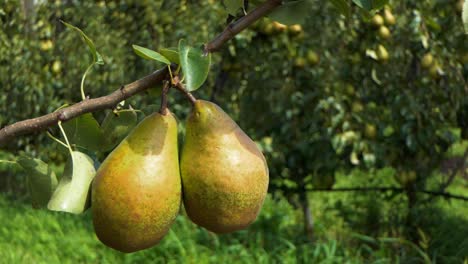 close-up of two large pears in an orchard