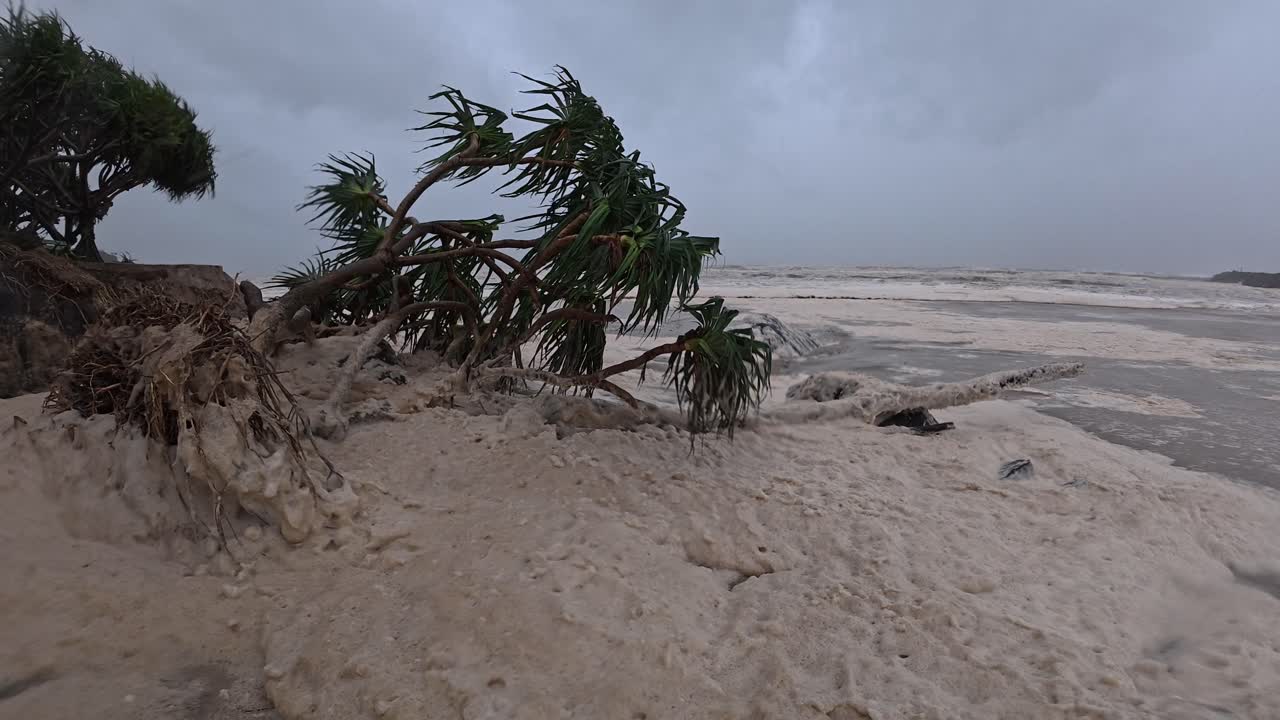 Pandanus Tree Stumbled Down By Strong Wind At Duranbah Beach With Spumes. Tropical Cyclone Alfred In New South Wales, Australia. static shot