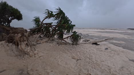 pandanus tree stumbled down by strong wind at duranbah beach with spumes. tropical cyclone alfred in new south wales, australia. static shot