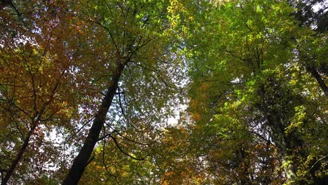 Las-Hojas-De-Otoño-Brillan-Bajo-El-Sol-De-La-Tarde-En-Un-Bosque-En-Baviera,-Alemania,-A-Finales-De-Otoño