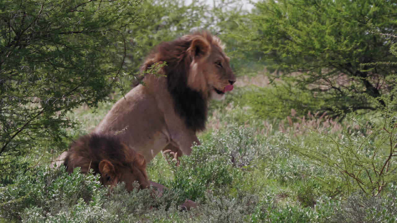 성인 수컷 사자는 보츠와나의 초베 국립공원에서 따뜻한 태양 아래 서서 몸을 뻗는다