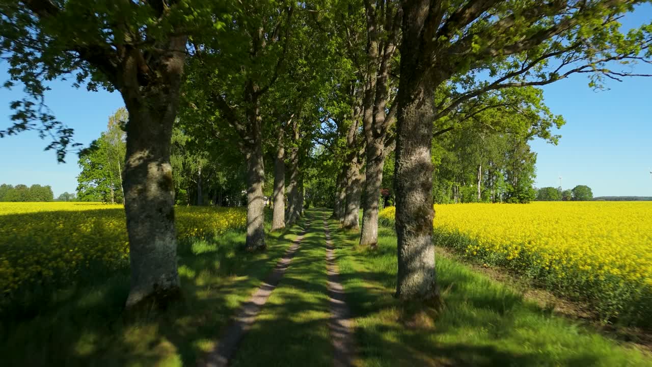Volo aereo in avanti che scivola lungo una strada sterrata di campagna illuminata dal sole, fiancheggiata da alti alberi frondosi e delimitata da vivaci campi fioriti di colza gialla sotto un cielo azzurro limpido nella Mellerud rurale, Dalsland, Svezia