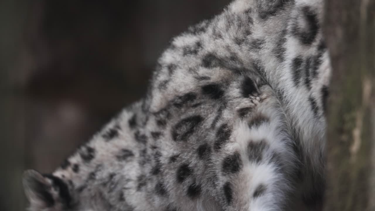 Close up of a Snow Leopard's Fur