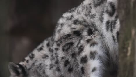 close up of a snow leopard's fur