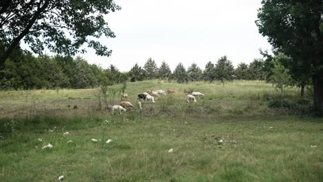 small flock of sheep and goats in a valley