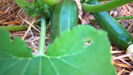 zucchini growing with straw as mulch in an organic garden