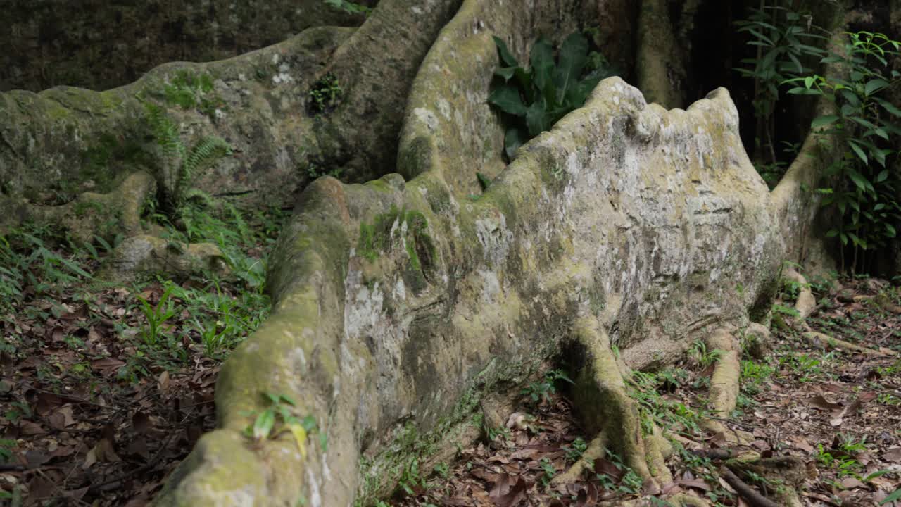 Large Tree Trunk and Mossy Roots In Forest, Tropical Rainforest Vegetation