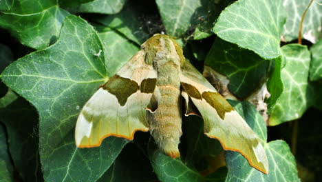 garden scene with lime hawk moth resting on green leaf